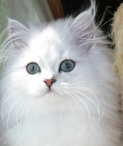 Persian Cats are sweet