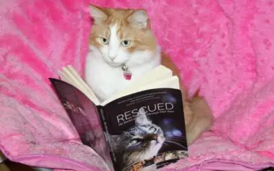 RESCUED – The Stories of 12 Cats, Through Their Eyes
