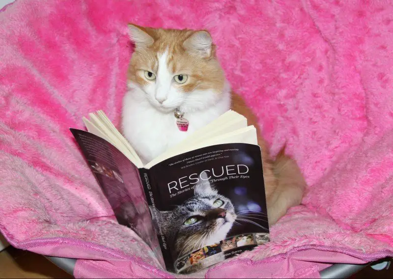 Katniss reading book called Rescued