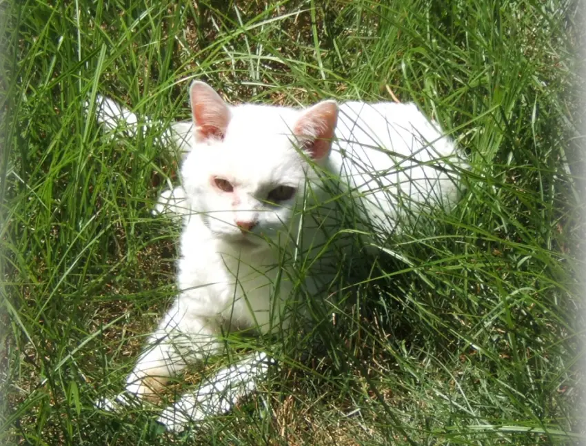 Bones, the cat, summer of 2006