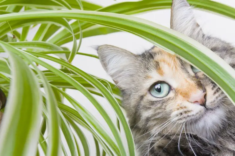 Cat with a spider plant