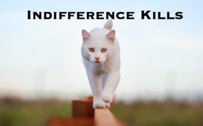 An Open Letter to District Attorney Travis Koehn