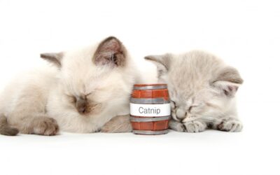 CATNIP TO BE BANNED IN BRITAIN?