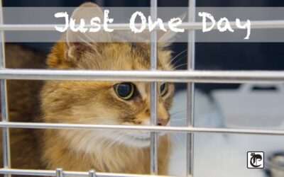 5 WAYS YOU CAN HELP ‘JUST ONE DAY’ – TODAY!