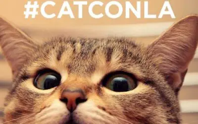 CatConLA’s Untold Stories: The Underground Celebrity Cat Community