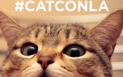 CatConLA’s Untold Stories: The Underground Celebrity Cat Community