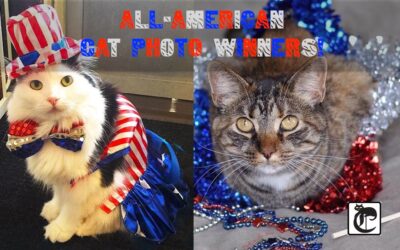 ALL-AMERICAN CAT PHOTO WINNERS