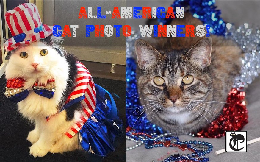 ALL-AMERICAN CAT PHOTO WINNERS