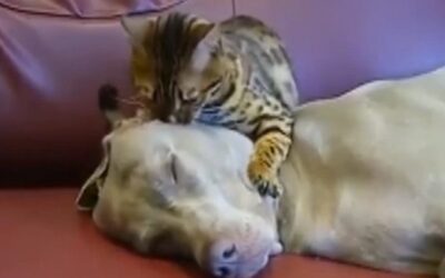 CAT MASSAGES DOG’S HEAD