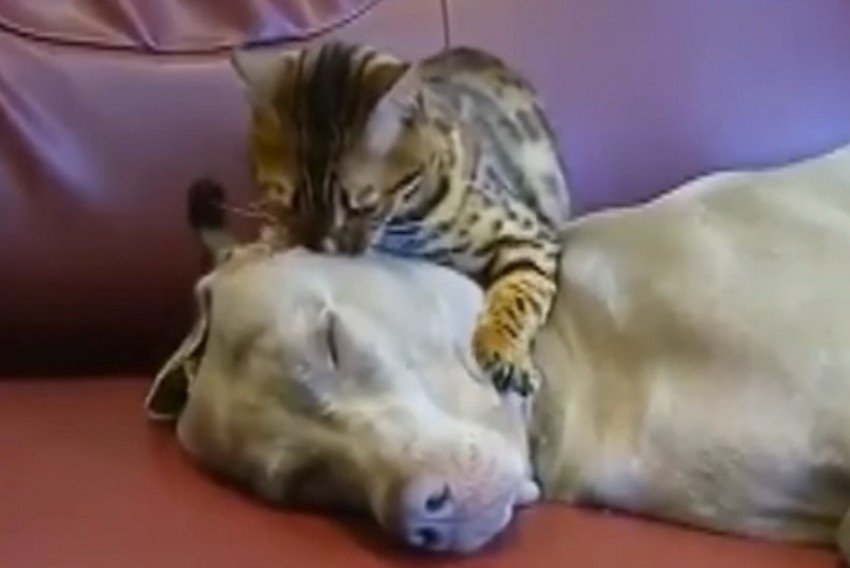 CAT MASSAGES DOG’S HEAD