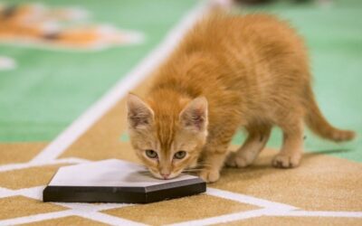 SPORTS: HALLMARK CHANNEL’S PAW STAR GAME