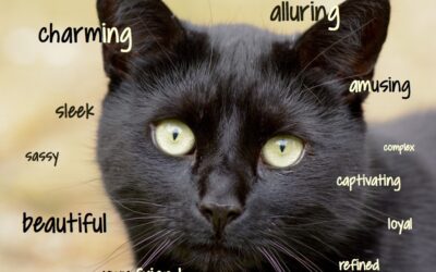 BLACK CAT APPRECIATION DAY