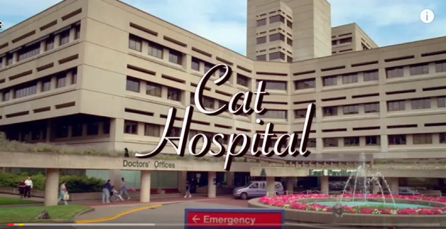 cat-hospital-soap-opera