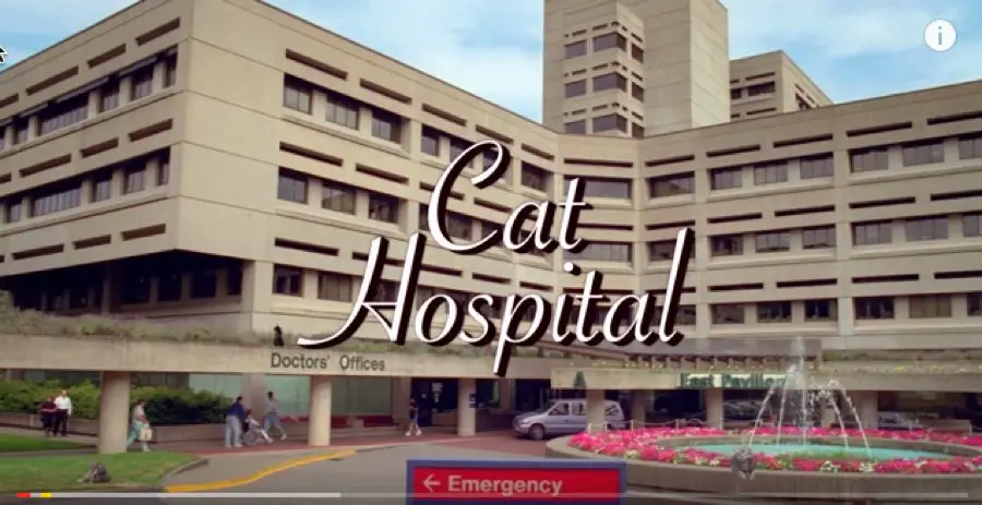 CAT HOSPITAL SOAP OPERA