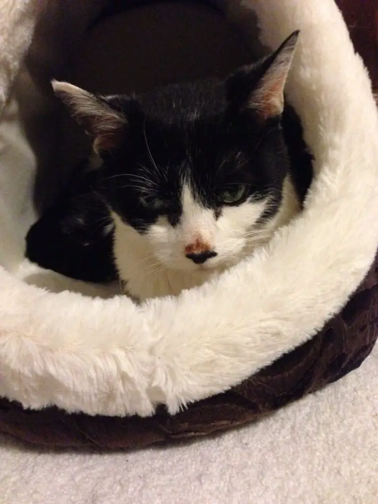 Cats Living With Kidney Disease Elaine's Story The Catnip Times