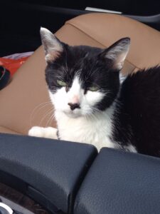 Elaine in the car laying in a sun puddle.