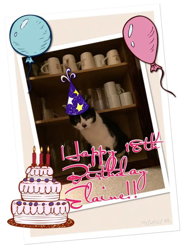 Cats Living With Kidney Disease Elaine's Story The Catnip Times