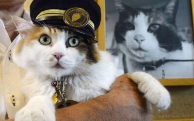 JAPANESE RAILWAY NAMES NEW CAT STATIONMASTER