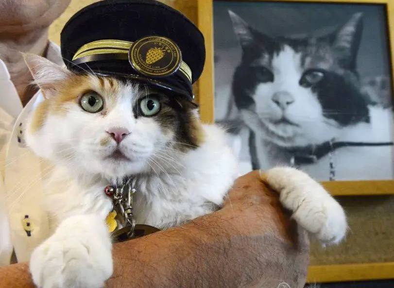 JAPANESE RAILWAY NAMES NEW CAT STATIONMASTER