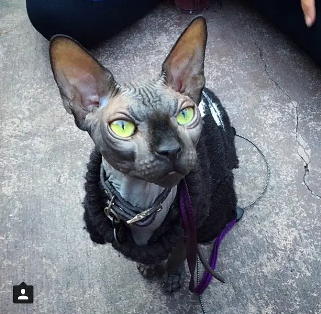 UP CLOSE AND PURRSONAL WITH OMAR LITTLE, THE SPHYNX CAT
