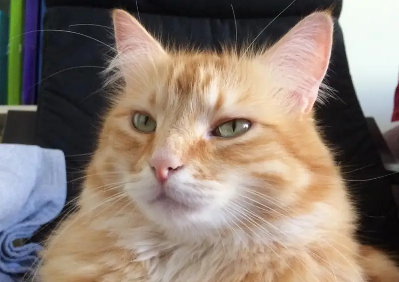 Ginger cat in loaf position