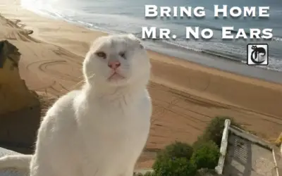 AN OPEN LETTER TO MR. NO EARS’ ABDUCTOR