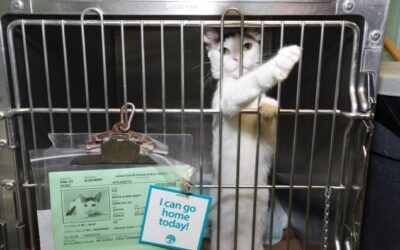 NEW YORK’S CAT CRISIS