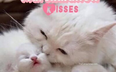 MARSHMALLOW KITTY KISSES