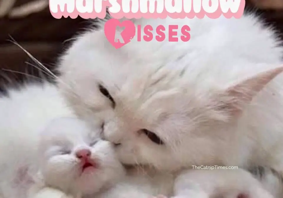 MARSHMALLOW KITTY KISSES