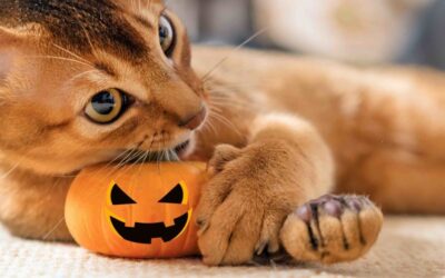7 TIPS FOR A CAT-SAFE HALLOWEEN