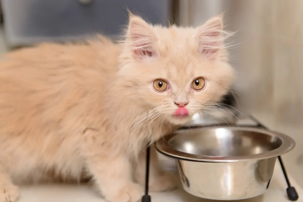 little Persian kitten eating food from a bowl