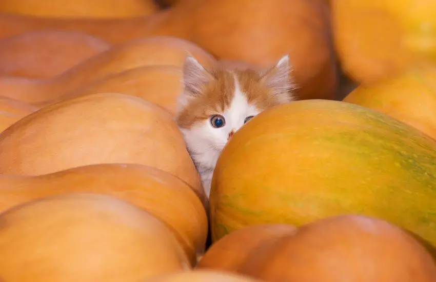 Kitten in a pumkin patch