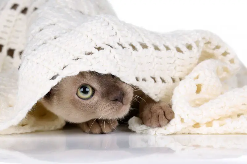 WRAPPED IN LOVE: BLANKETS FOR SHELTER PETS