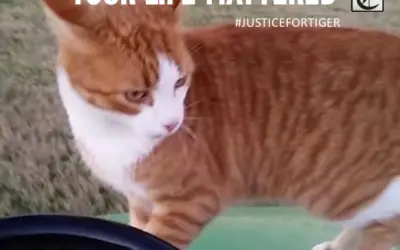 TEXAS BOARD OF VETERINARY MEDICAL EXAMINERS MOVES TO REVOKE KRISTEN LINDSEY’S LICENSE