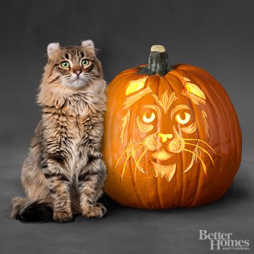 cat pumpkin carving