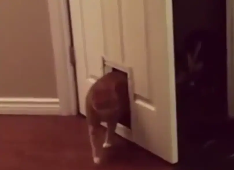 video clip of cat walking through door