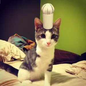 tiny hat on a cat - Chef