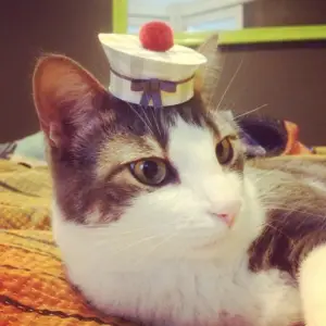 tiny hat on a cat - golf