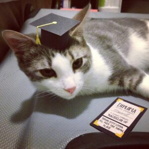 tiny hat on a cat - graduate