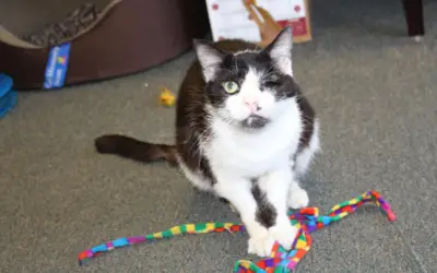 UPDATE ON BART THE MIRACLE CAT