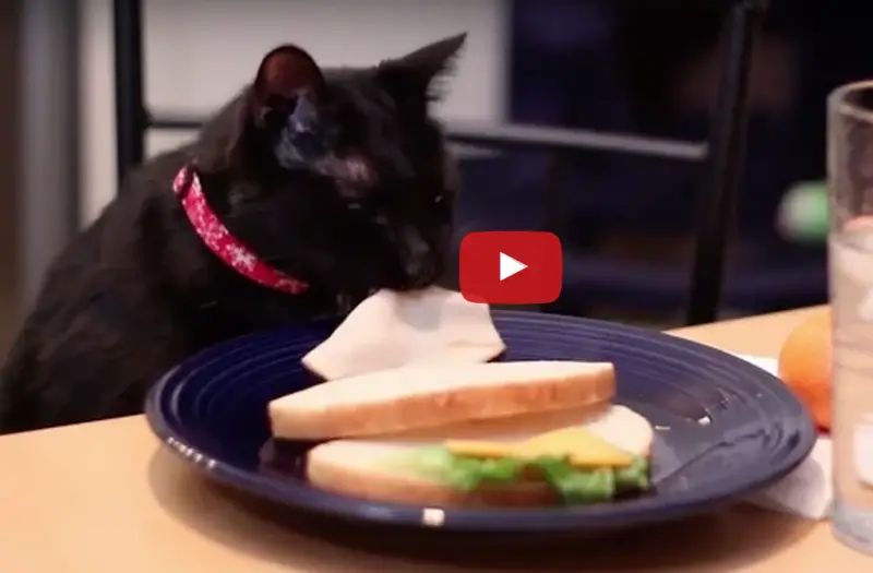 cat stealing sandwich