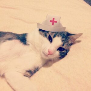 tiny hat on a cat - nurse