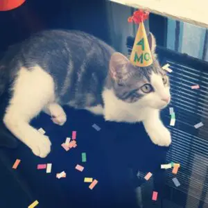 tiny hat on a cat - party