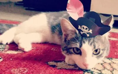 TINY HATS ON CATS