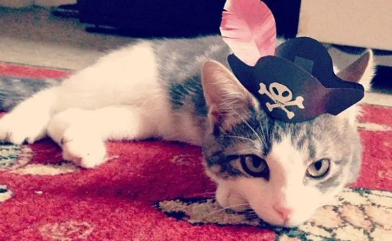 tiny hat on a cat - pirate