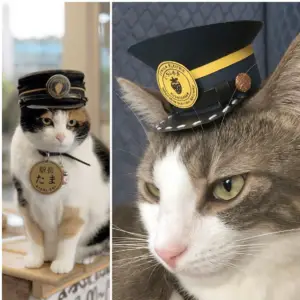tiny hat on a cat - stationmaster