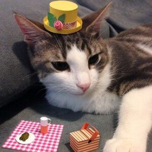 tiny hat on a cat - picnic