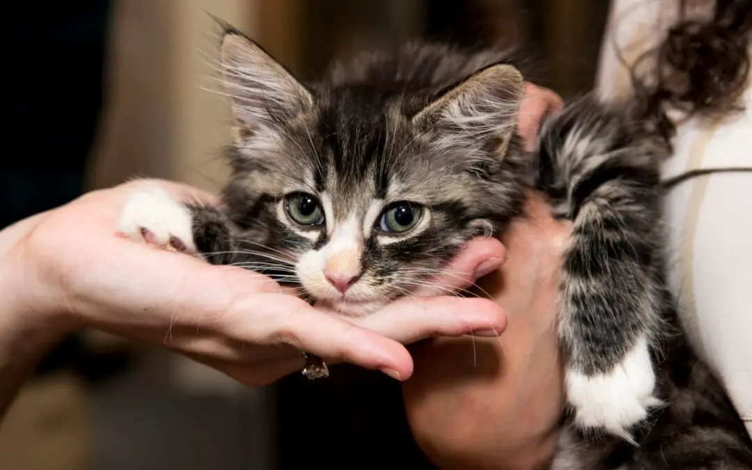 ASPCA KITTEN GRADUATION