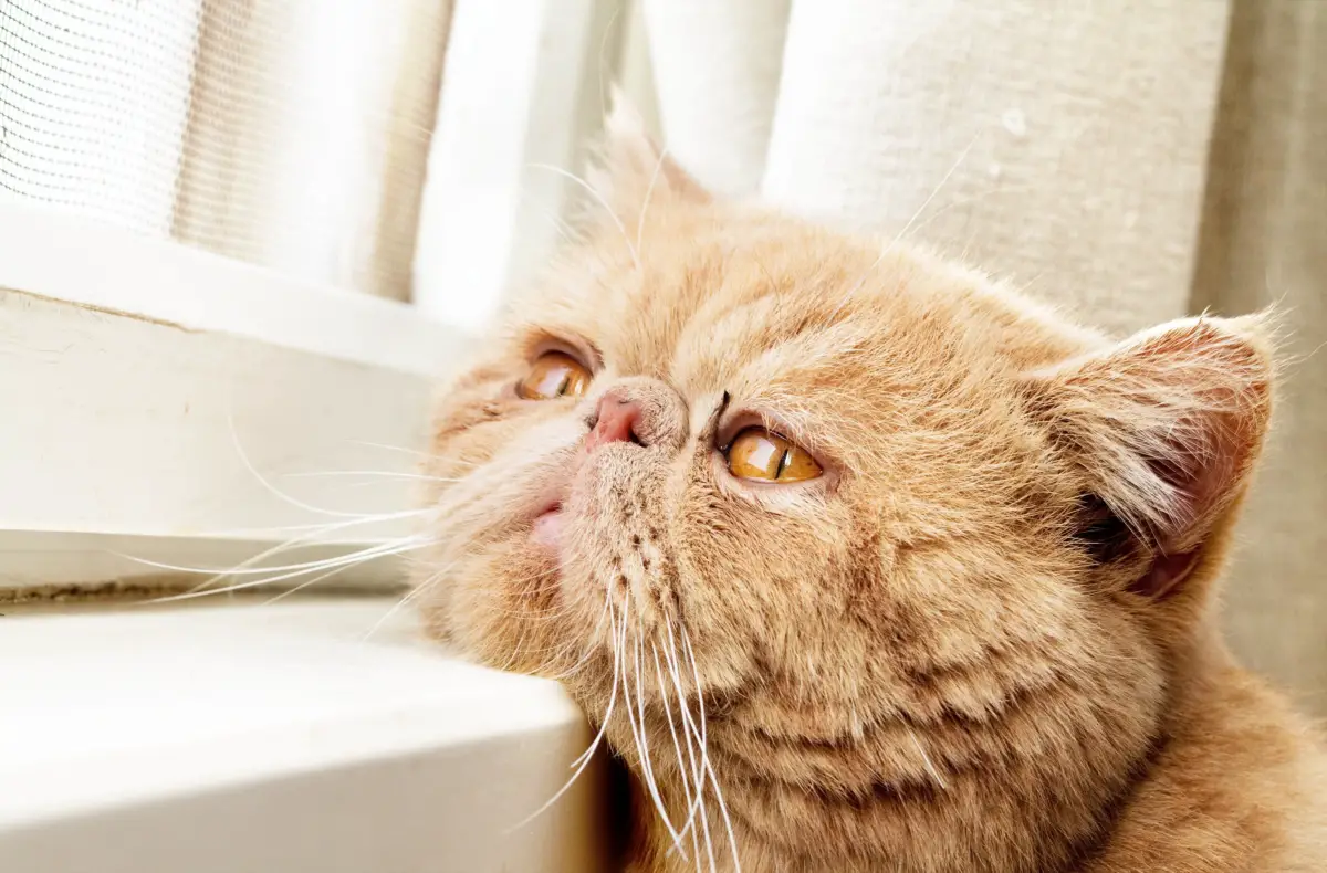 Cat looking out through a window