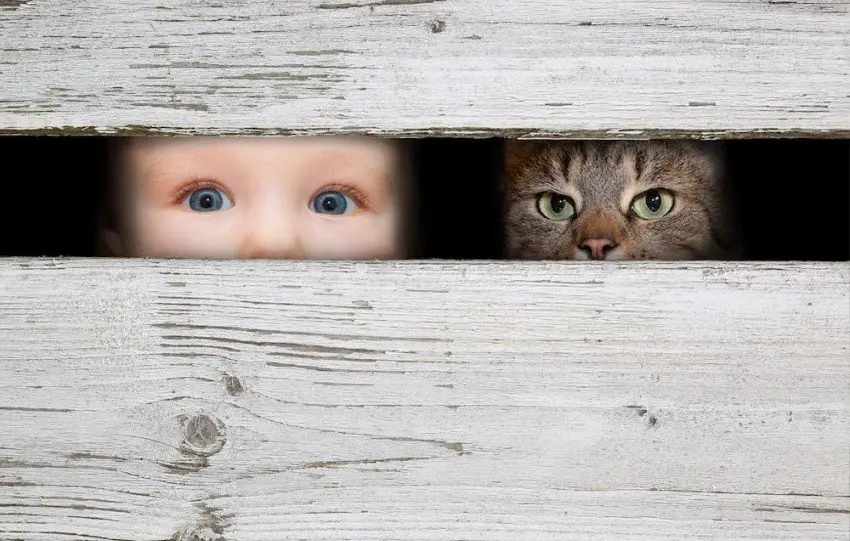Boy and cat peeking through wooden slats